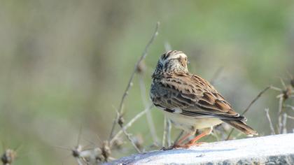 Woodlark