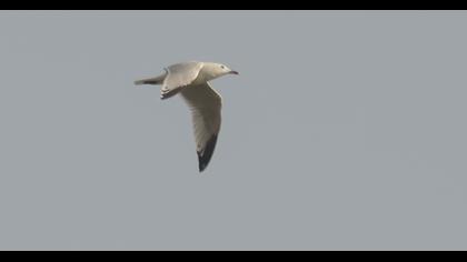 Audouin`s Gull