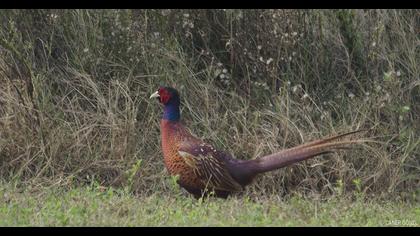 Common Pheasant