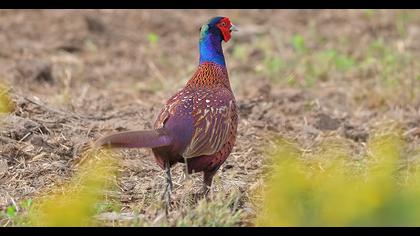 Common Pheasant
