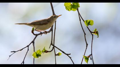 Booted Warbler