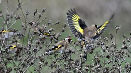 European Goldfinch