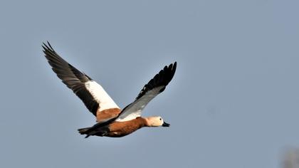 Ruddy Shelduck
