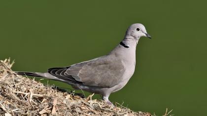 Eurasian Collared Dove