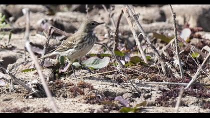 Water Pipit