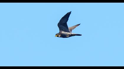 Peregrine Falcon