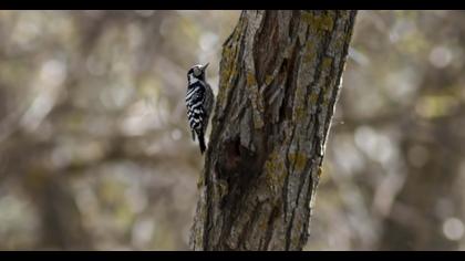 Lesser Spotted Woodpecker
