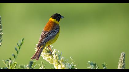 Black-headed Bunting