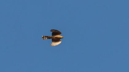 Eurasian Sparrowhawk