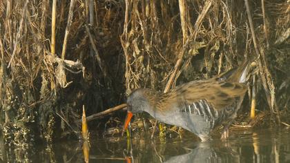 Water Rail