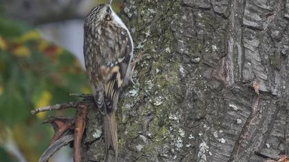 Eurasian Treecreeper