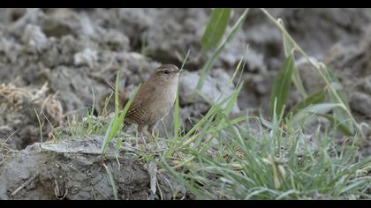 Eurasian Wren