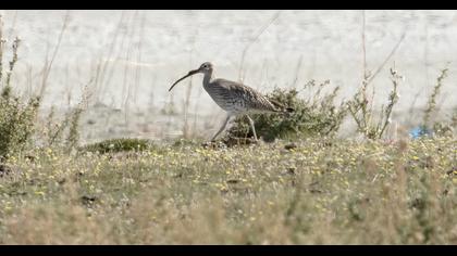 Eurasian Curlew