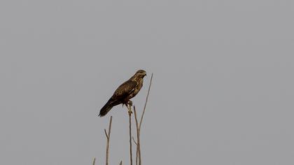 Common Buzzard