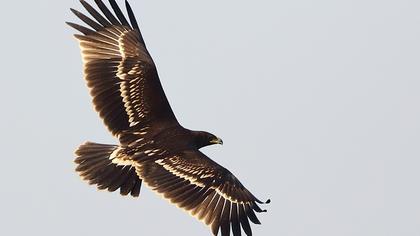 Greater Spotted Eagle