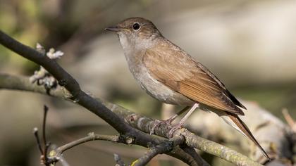 Common Nightingale