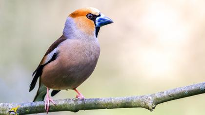 Hawfinch