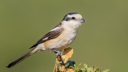 Masked Shrike