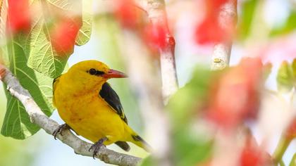 Eurasian Golden Oriole