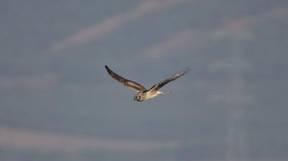Hen Harrier