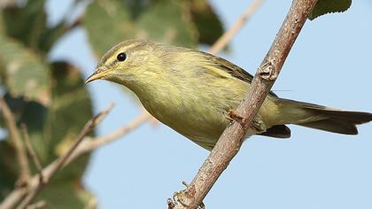 Willow Warbler