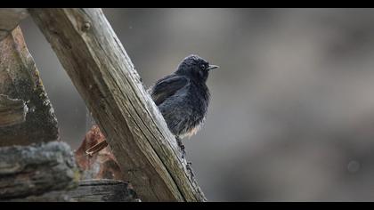 Black Redstart