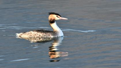 Great Crested Grebe