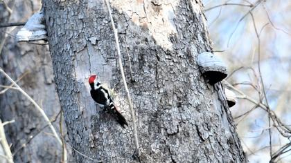 Middle Spotted Woodpecker