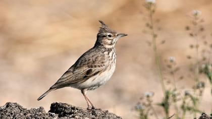 Crested Lark