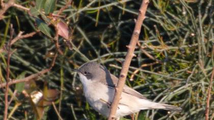 Lesser Whitethroat