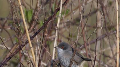 Sardinian Warbler