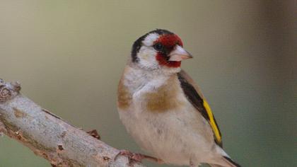 European Goldfinch
