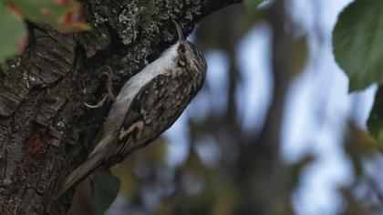 Eurasian Treecreeper