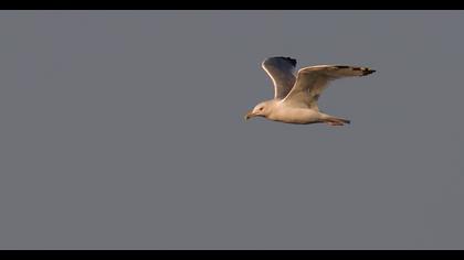 Caspian Gull
