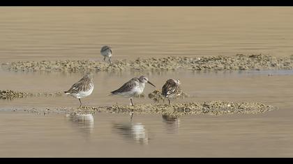 Dunlin