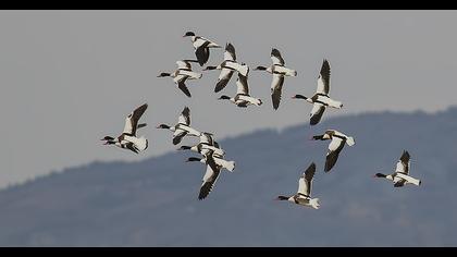 Common Shelduck