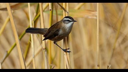 Moustached Warbler