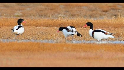 Common Shelduck