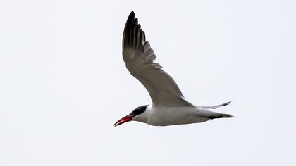 Caspian Tern