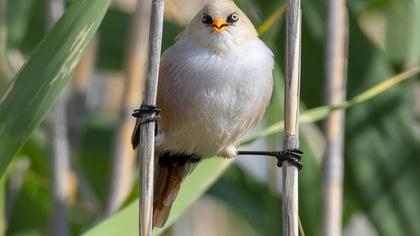 Bearded Reedling