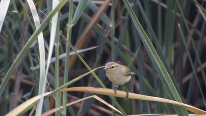 Common Chiffchaff