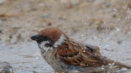 Eurasian Tree Sparrow