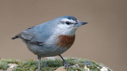 Krüper`s Nuthatch