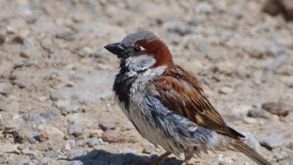House Sparrow