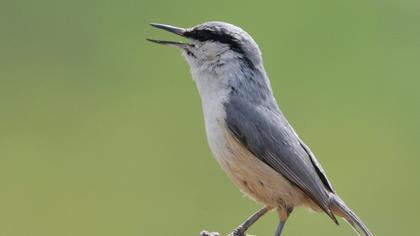 Western Rock Nuthatch