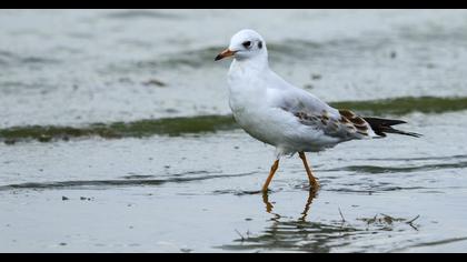 Black-headed Gull