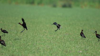 Glossy Ibis