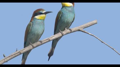 European Bee-eater