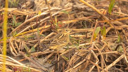 Red-throated Pipit