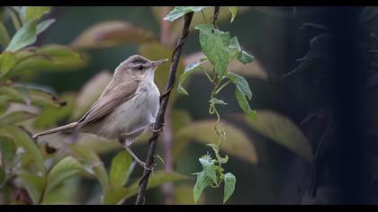 Paddyfield Warbler